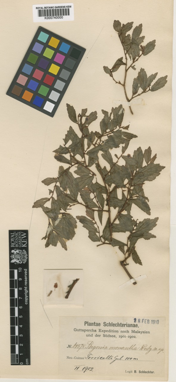 B. monantha